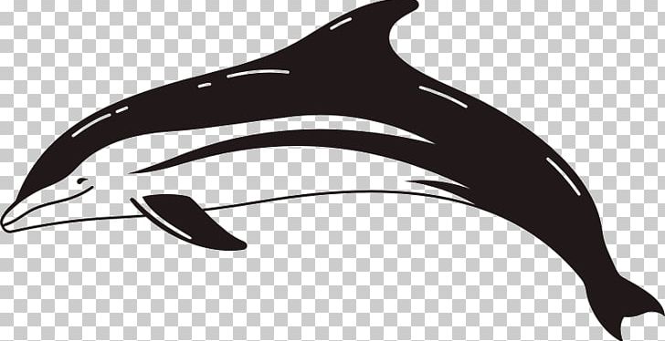 Common Bottlenose Dolphin Short-beaked Common Dolphin Tucuxi Rough-toothed Dolphin White-beaked Dolphin PNG, Clipart, Animals, Bottlenose Dolphin, Cetacea, Fauna, Mammal Free PNG Download