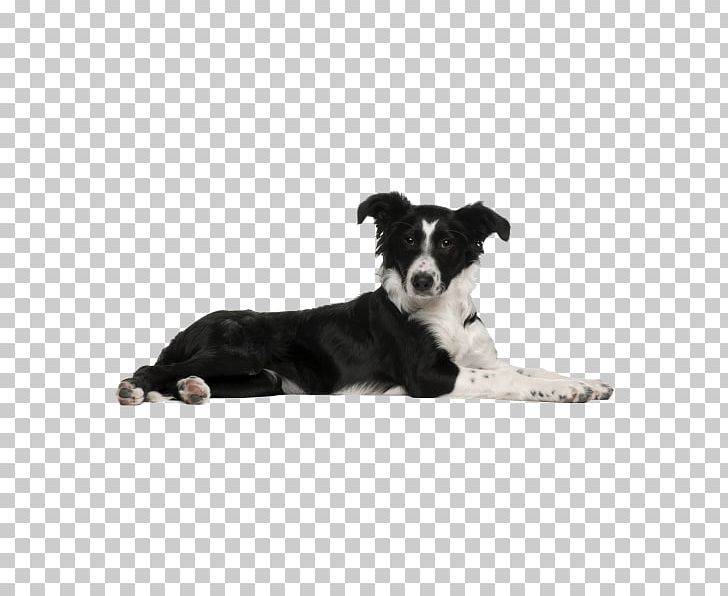 Border Collie Puppy Dog Breed Rough Collie PNG, Clipart, Alamy, Animals, Border Collie, Canis, Carnivoran Free PNG Download
