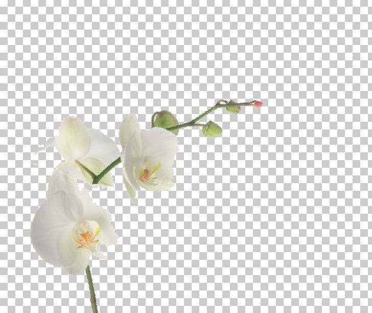 Cut Flowers Moth Orchids Plant Stem Artificial Flower PNG, Clipart, 2018, Algemene Voorwaarden, Artificial Flower, Bear, Blender Free PNG Download