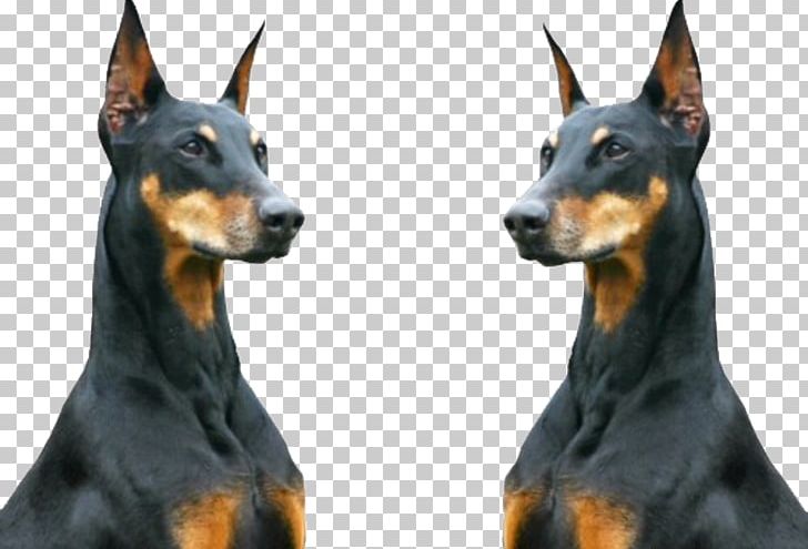 Dobermann Rottweiler Animal Ghetto PNG, Clipart, Animal, Carnivoran, Color, Cuteness, Dog Free PNG Download