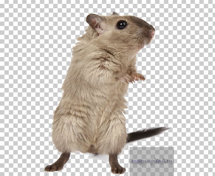 Rodent Hamster Brown Rat Mouse Mongolian Gerbil PNG, Clipart, Animal, Animals, Babbo Natale, Brown Rat, Burmese Free PNG Download