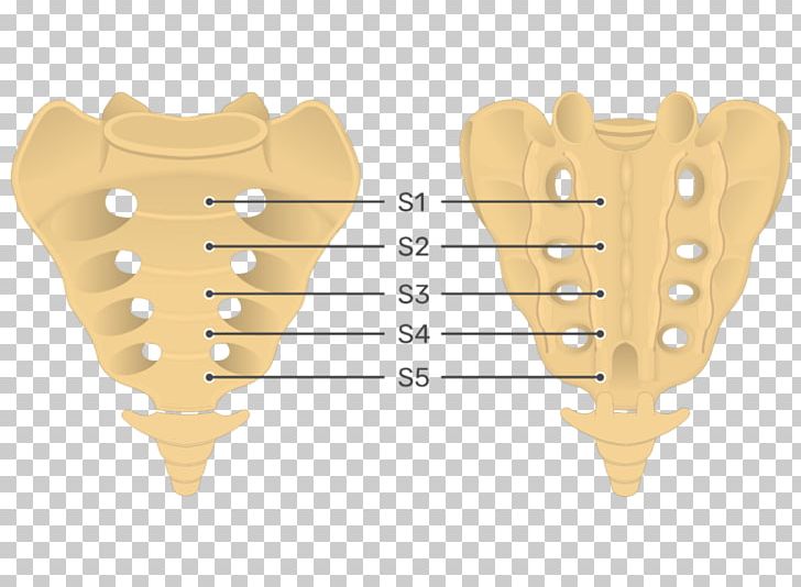Sacrum Coccyx Anatomy Vertebral Column Pelvis PNG, Clipart, Anatomy, Angle, Bone, Coccyx, Finger Free PNG Download