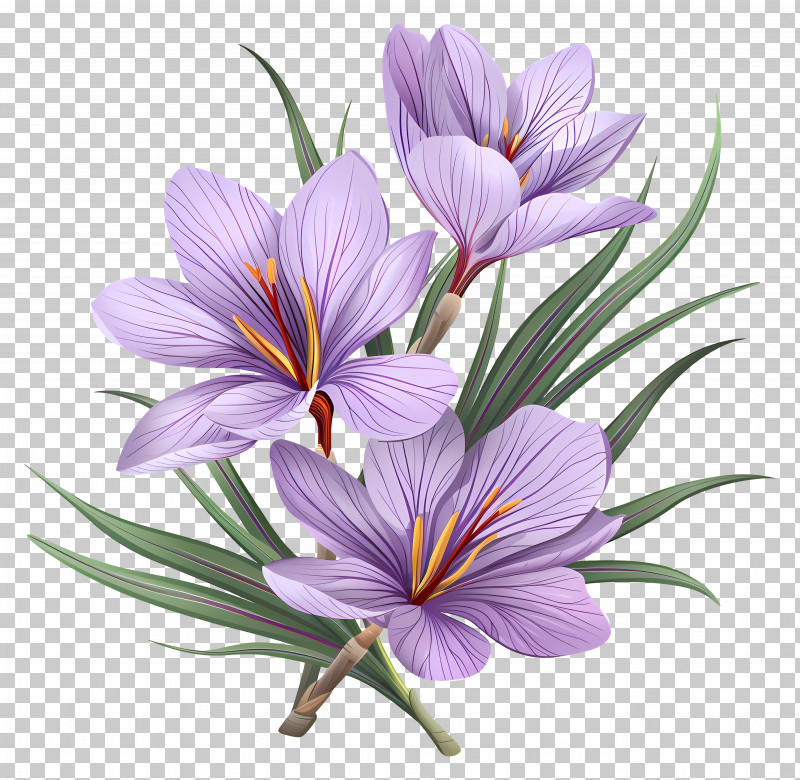 Saffron Flowers - Beautiful Purple Crocus Flowers Illustration PNG