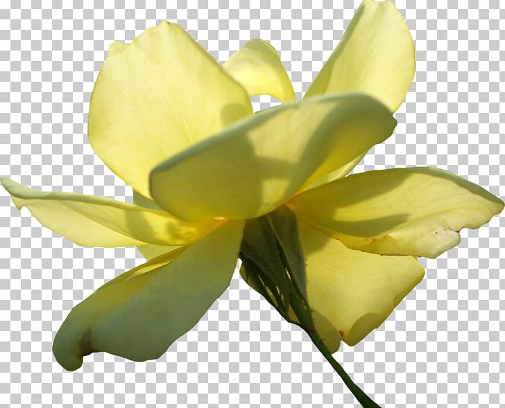 Beach Rose Flower Yellow PNG, Clipart, Beach Rose, Bud, Cut Flowers, Flower, Flowering Plant Free PNG Download