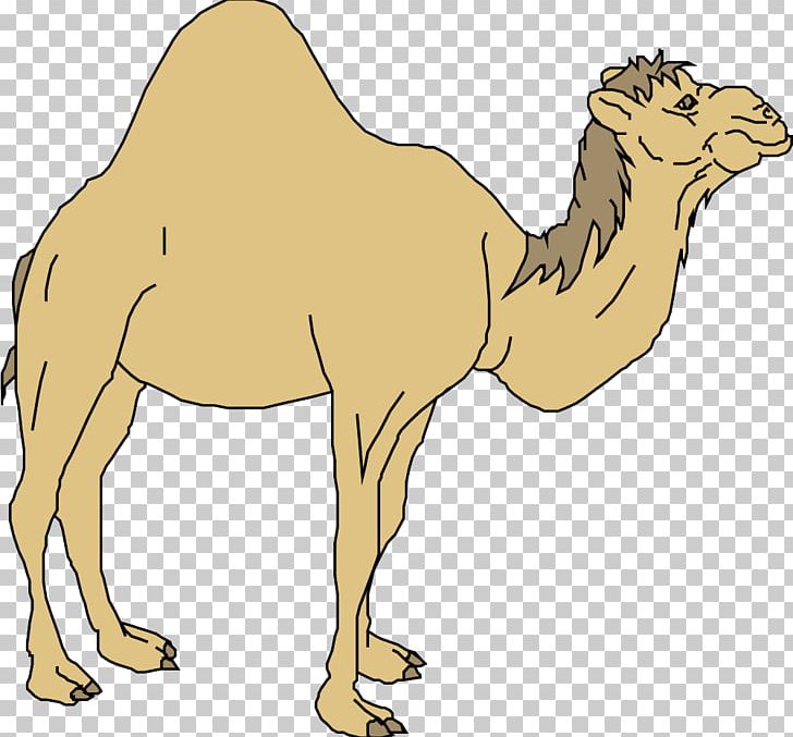 Dromedary Horse Cartoon PNG, Clipart, Animal, Animals, Arabian Camel, Avatar, Balloon Cartoon Free PNG Download