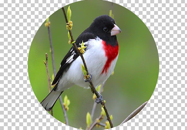 Finch Bird Rose-breasted Grosbeak Lidth's Jay PNG, Clipart, American Sparrows, Android Games, Animals, Apk, Beak Free PNG Download