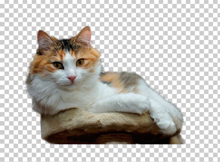 Birman Persian Cat Cymric Desktop Kitten PNG, Clipart, Animal, Animals, Birman, Breed, Carnivoran Free PNG Download