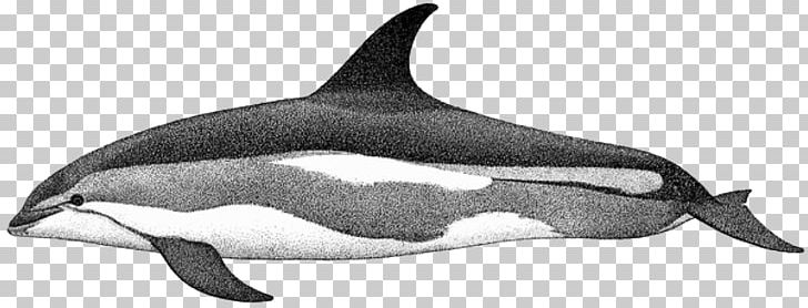 Common Bottlenose Dolphin White-beaked Dolphin Short-beaked Common Dolphin Rough-toothed Dolphin Tucuxi PNG, Clipart, Atlantic Whitesided Dolphin, Commersons Dolphin, Fauna, Mammal, Marine Biology Free PNG Download