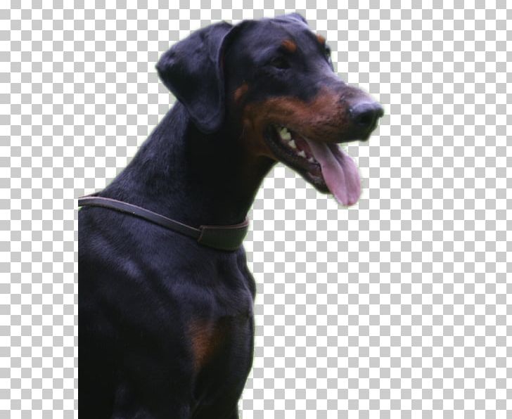 Dobermann Manchester Terrier German Pinscher Polish Hunting Dog Dog Breed PNG, Clipart, Austrian Black And Tan Hound, Breed, Carnivoran, Dobermann, Dog Free PNG Download