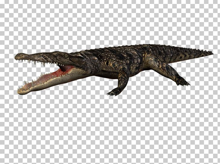Nile Crocodile Alligators Animal Blog PNG, Clipart, Alligator, Alligators, Animal, Animal Figure, Animals Free PNG Download