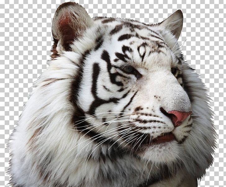 Bengal Tiger Baby Tigers Lion White Tiger PNG, Clipart, Animal, Animals, Baby Tigers, Background White, Bengal Free PNG Download