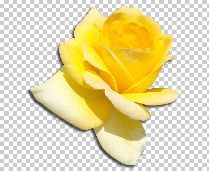 Garden Roses Sigma Gamma Rho Hybrid Tea Rose PNG, Clipart, Alpha Sigma Phi, Apricot, Blossom, Cut Flowers, Flower Free PNG Download