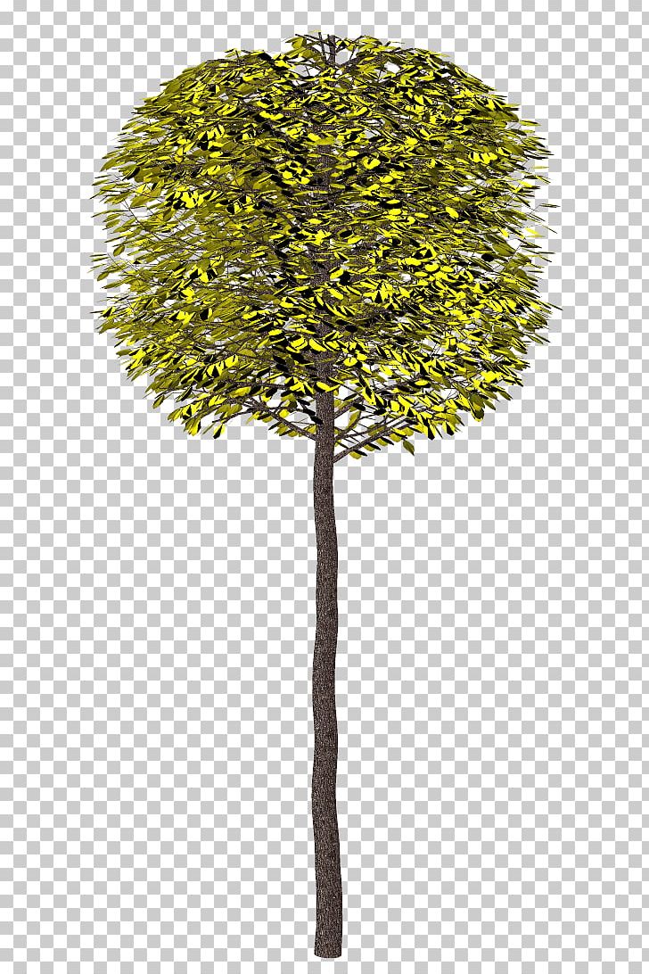 Tree 2404 (عدد) Shrub PNG, Clipart, Asian Palmyra Palm, Borassus, Borassus Flabellifer, Branch, Flowerpot Free PNG Download
