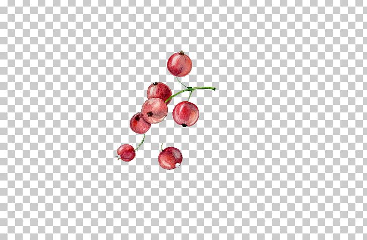Cherry Fruit Euclidean Vecteur PNG, Clipart, Chart, Cherries, Cherry, Cherry Blossom, Cherry Blossoms Free PNG Download