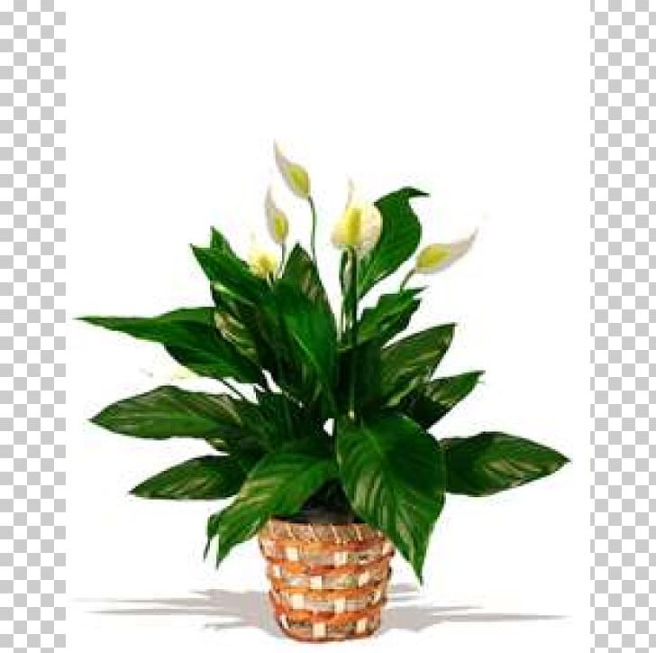 Floral Design Houseplant Peace Lily Flowerpot Chlorophytum Comosum PNG, Clipart, Artificial Flower, Chlorophytum, Chlorophytum Comosum, Cut Flowers, Fiddleleaf Fig Free PNG Download