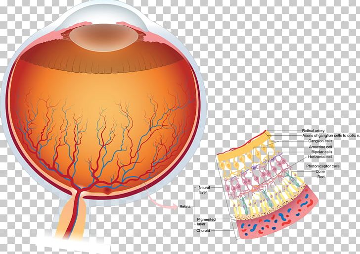 Retina Human Eye Anatomy Visual Perception PNG, Clipart, Anatomy, Cell, Cone Cell, Diagram, Eye Free PNG Download