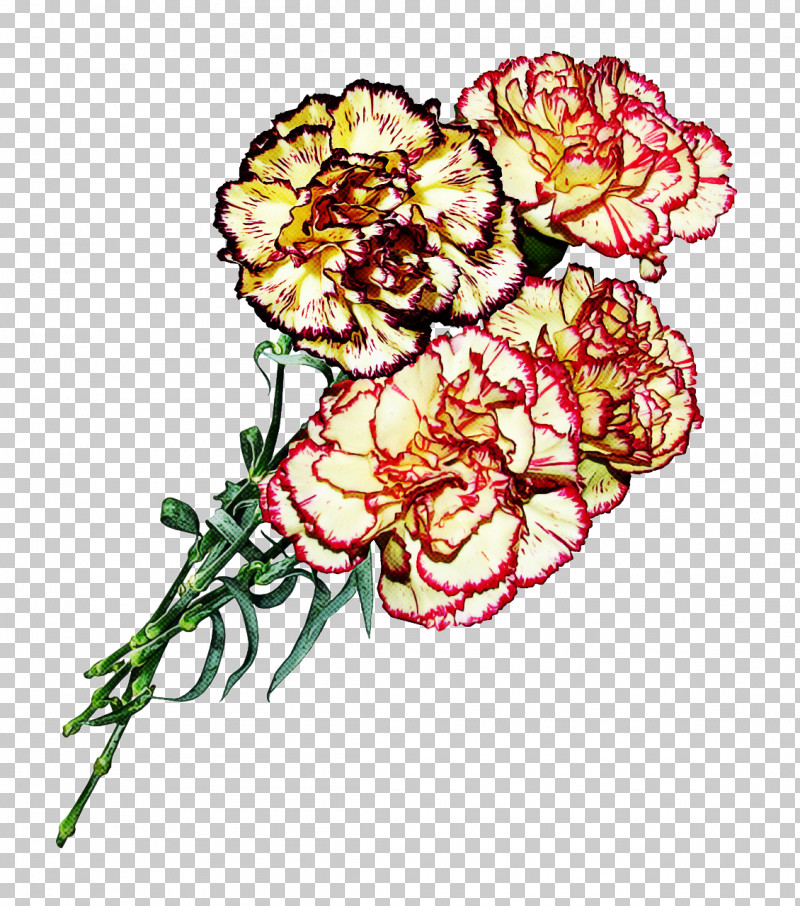 Carnation Cut Flowers Tagetes Plant Flower PNG, Clipart, Carnation, Cut Flowers, Dianthus, Flower, Herbaceous Plant Free PNG Download