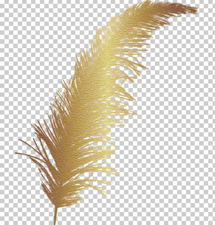 Feather Color PNG, Clipart, Animals, Bird, Clip Art, Color, Encapsulated Postscript Free PNG Download