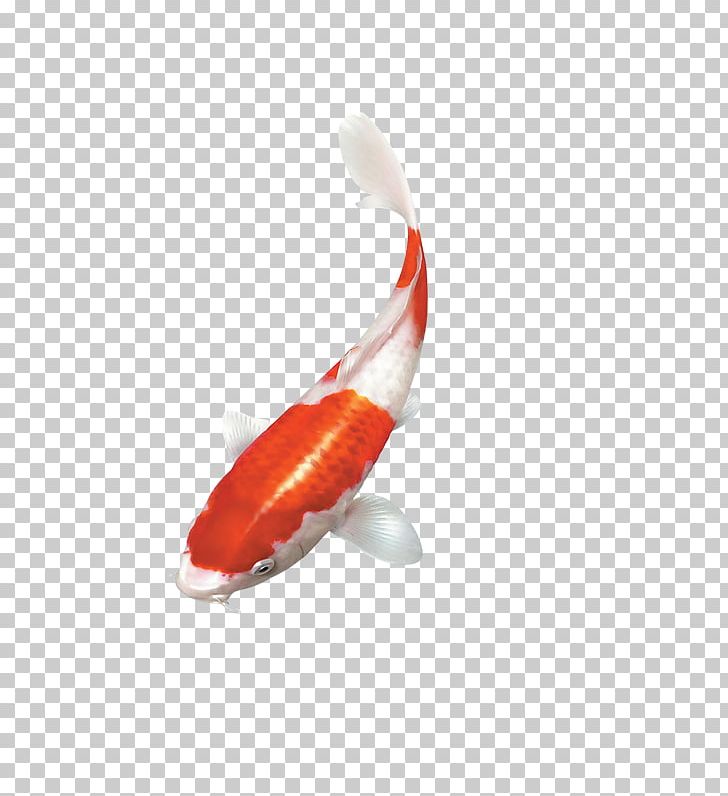 Koi Goldfish PNG, Clipart, Animals, Clip Art, Common Carp, Download, Fin Free PNG Download