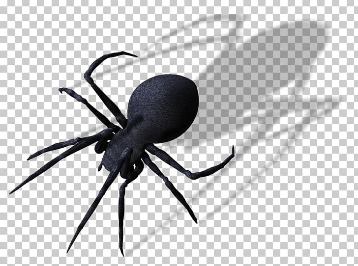 Spider PNG, Clipart, Arachnid, Arthropod, Black And White, Black Widow, Cut Copy And Paste Free PNG Download