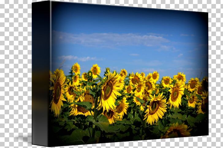 Common Sunflower Sunflower Seed Frames Sky Plc PNG, Clipart, Common Sunflower, Daisy Family, Flower, Flowering Plant, Picture Frame Free PNG Download