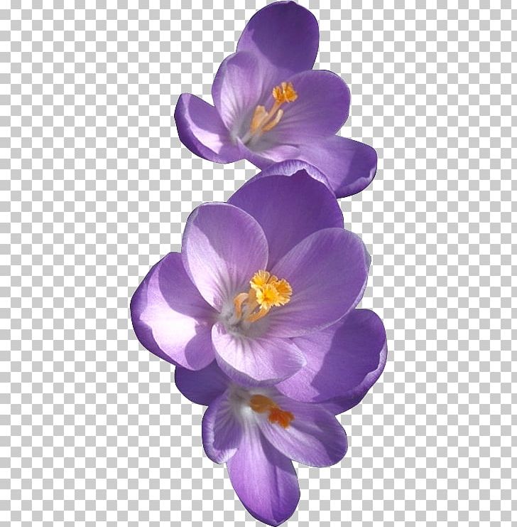 African Violets Birth Flower Sweet Violet PNG, Clipart, African Violets, Birth, Birth Flower, Color, Crocus Free PNG Download