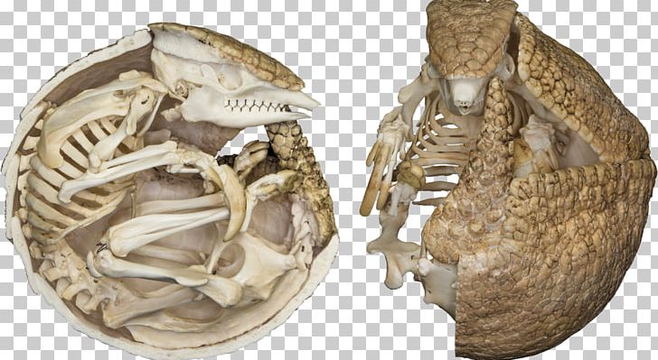Brazilian Three-banded Armadillo Skeletons: Museum Of Osteology PNG, Clipart, Admission, Anatomy, Animal, Animals, Armadillo Free PNG Download