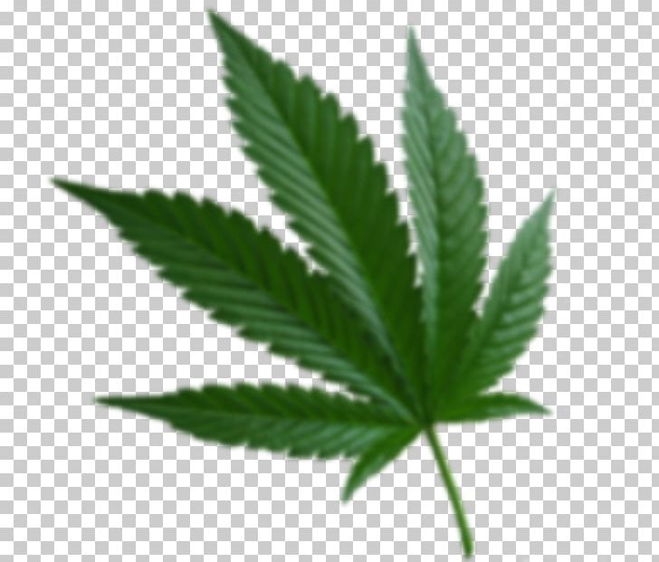Cannabis Ruderalis Cannabis Sativa Medical Cannabis Kush PNG, Clipart, Benefit, Cannabis, Cannabis Cultivation, Cannabis Ruderalis, Cannabis Sativa Free PNG Download