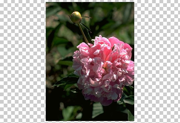 Floribunda Peony Pink M Herbaceous Plant Annual Plant PNG, Clipart, Annual Plant, Family, Family Film, Floribunda, Flower Free PNG Download