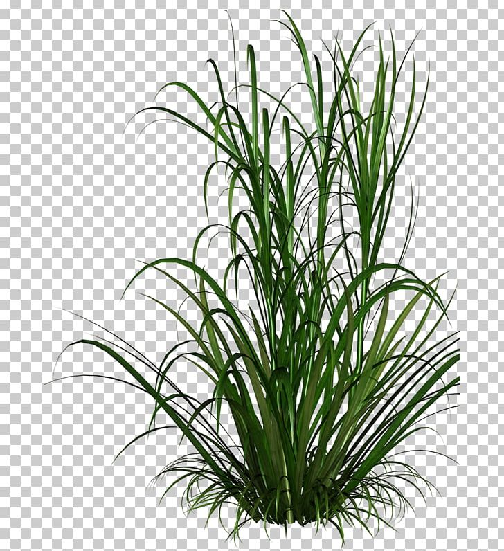 Ornamental Grass Grasses Lawn Ornamental Plant PNG, Clipart, Aquarium Decor, Download, Evergreen, Flower, Flowerpot Free PNG Download