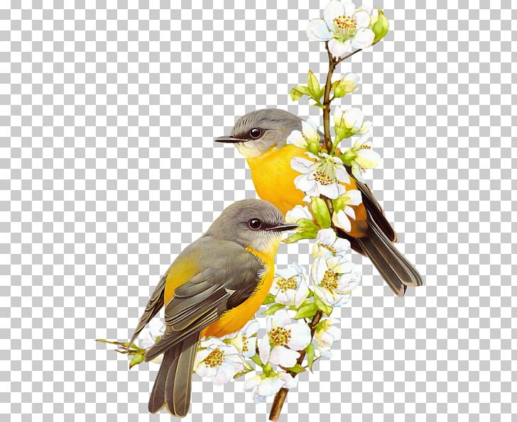 Bird Drawing Painting PNG, Clipart, Animals, Beak, Bird, Bird Nest, Bird Of Prey Free PNG Download