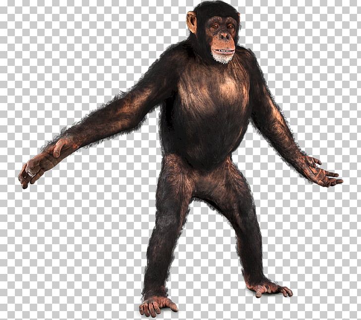 Common Chimpanzee Primate Chroma Key Monkey PNG, Clipart, Aggression, Animal, Animals, Animation, Ape Free PNG Download