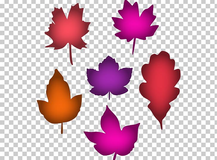Maple Leaf Petal Symmetry PNG, Clipart, Flowering Plant, Leaf, Magenta, Maple, Maple Leaf Free PNG Download
