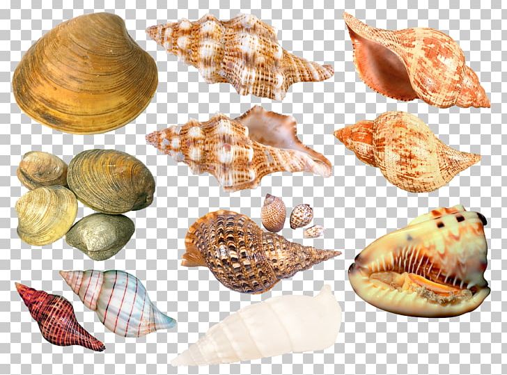 Seashell Cockle Sea Snail PNG, Clipart, Animals, Clams Oysters Mussels And Scallops, Cockle, Conch, Conchology Free PNG Download