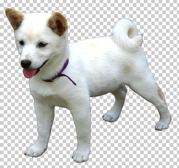 Akita Hokkaido Dog Samoyed Dog Kishu Canaan Dog PNG, Clipart, Akita, Akita Inu, Animal, Animals, Canaan Dog Free PNG Download