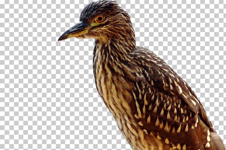 Bird Beak Heron Vertebrate Fish PNG, Clipart, Accipitriformes, Animals, Beak, Bird, Bird Food Free PNG Download