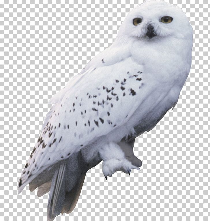 Harry Potter And The Chamber Of Secrets Owl Hedwig Rubeus Hagrid PNG, Clipart, Barn Owl, Beak, Bird, Bird Of Prey, Braakbals Uilenboetiek Free PNG Download