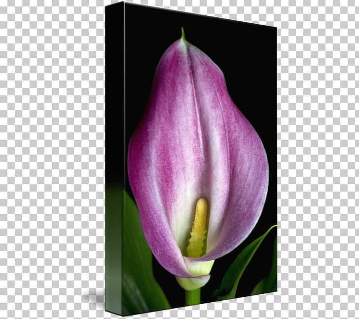 Tulip Desktop Plant Stem Bud Petal PNG, Clipart, Alismatales, Arum, Arum Family, Bud, Calla Lily Free PNG Download