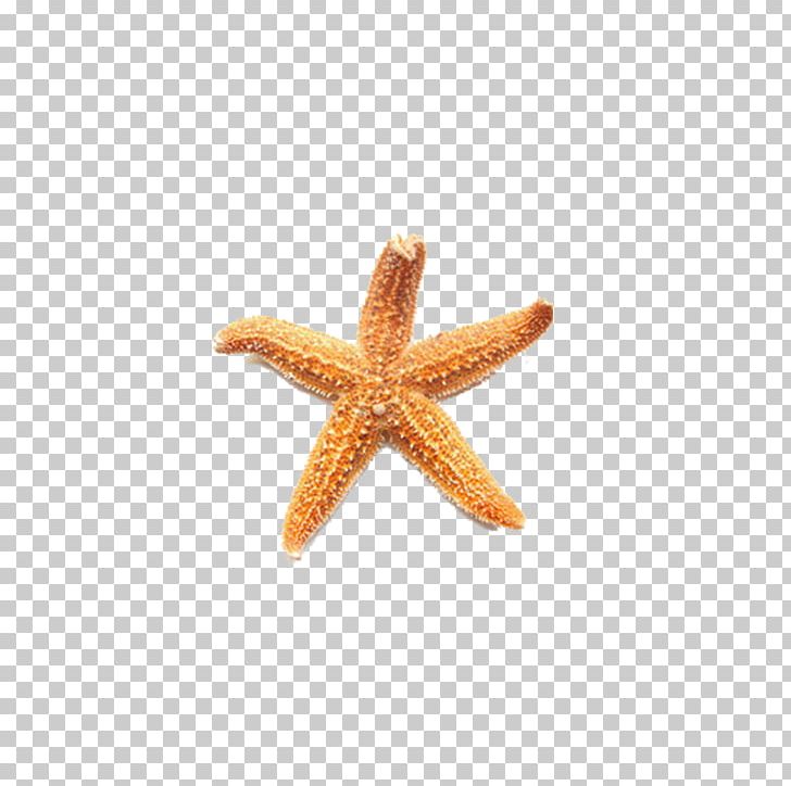 Starfish PNG, Clipart, Animal, Animals, Beautiful Starfish, Cartoon Starfish, Echinoderm Free PNG Download