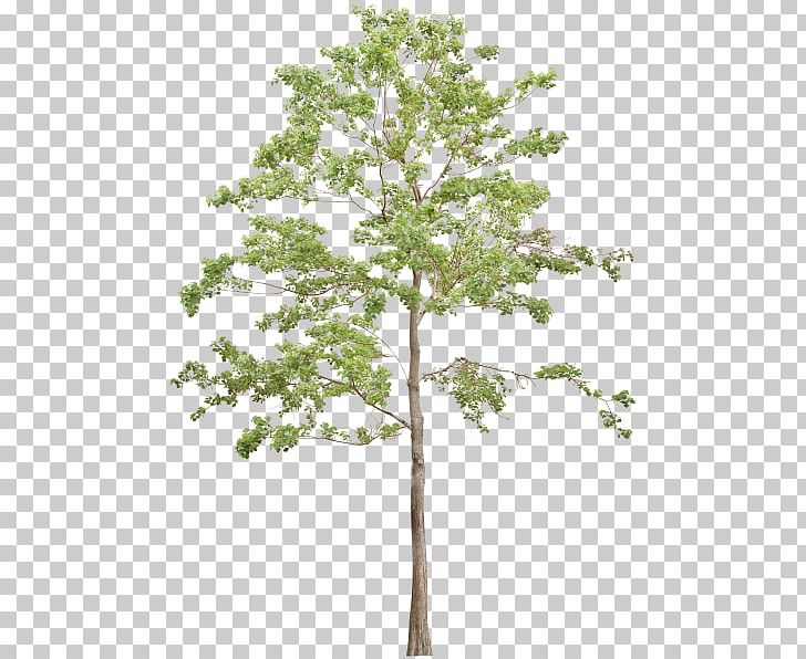 Twig Tree PNG, Clipart, Architectural Engineering, Branch, Fukei, House, Landscape Free PNG Download