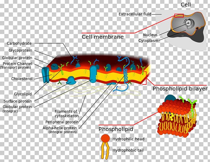 Cell Membrane Biological Membrane Lipid Bilayer Membrane Transport PNG, Clipart, Angle, Area, Biological Membrane, Biology, Cell Free PNG Download