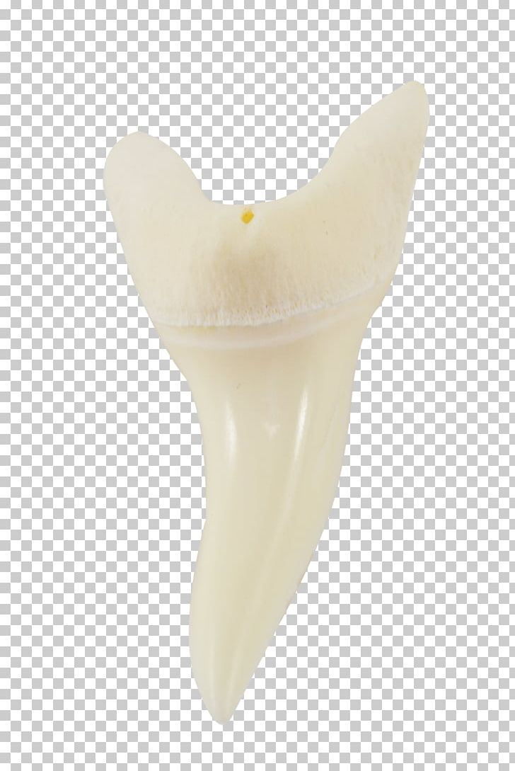 Human Tooth Product Design PNG, Clipart, Human Tooth, Jaw, Painted Conch, Tooth Free PNG Download
