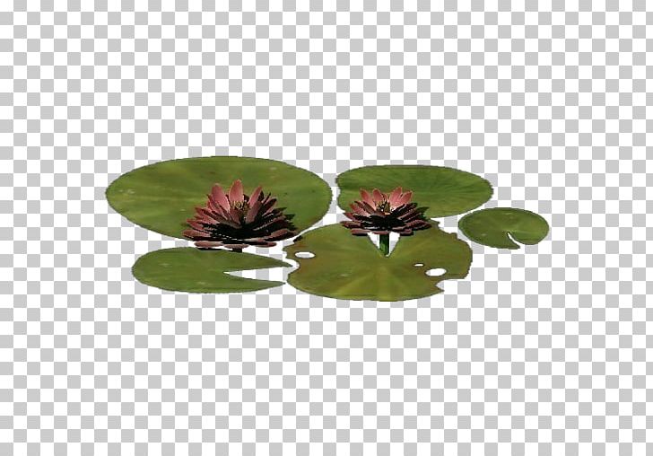 Nelumbo Nucifera Plant Computer Software Flowerpot The Grand Gallery Of Evolution PNG, Clipart, Computer Software, Cycas, Flowerpot, Food Drinks, Free Free PNG Download