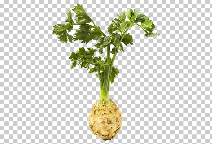 Vannes Celeriac Stock Photography PNG, Clipart, Celeriac, Celery, Chard, Food, Food Drinks Free PNG Download