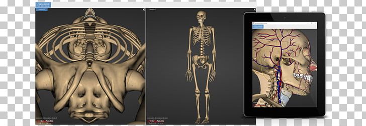 Homo Sapiens Muscle Religion PNG, Clipart, 3 D Human, Anatomy, Homo Sapiens, Human, Human Anatomy Free PNG Download