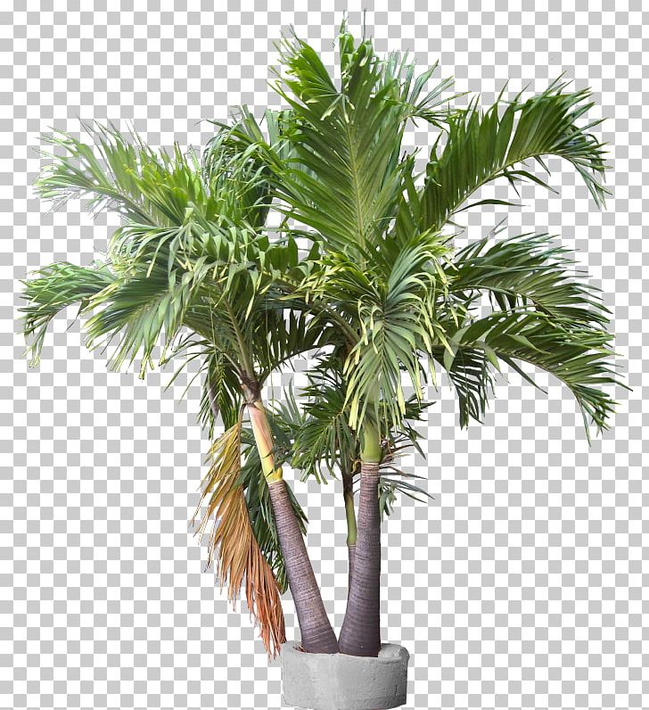 Rhapis Excelsa California Palm Adonidia Areca Palm Plant PNG, Clipart, Adonidia Merrillii, Arecaceae, Arecales, Areca Nut, Attalea Speciosa Free PNG Download