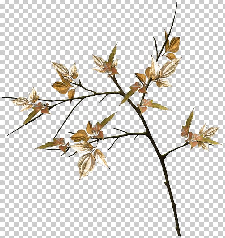 Twig Plant Stem Leaf Flower Grasses PNG, Clipart, Branch, Family, Flora, Flower, Flowering Plant Free PNG Download