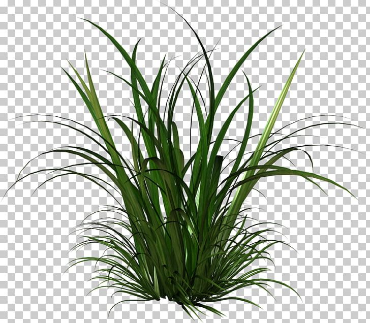 Cymbopogon Citratus Thepix Herbaceous Plant Grass PNG, Clipart, Animation, Aquarium Decor, Chrysopogon Zizanioides, Cymbopogon Citratus, Digital Image Free PNG Download