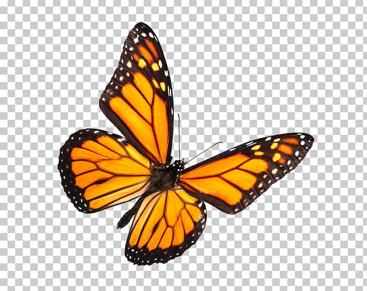 Monarch Butterfly Biosphere Reserve Insect Rainbow PNG, Clipart, Aglais Io, Animals, Arthropod, Brush Footed Butterfly, Butterflies And Moths Free PNG Download