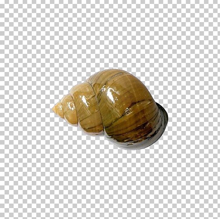 Pomacea Canaliculata Viviparidae Bolinus Brandaris Lymnaeidae Mollusc Shell PNG, Clipart, Angiostrongyliasis, Body Of Water, Bulating Parasito, Clam, Eating Free PNG Download